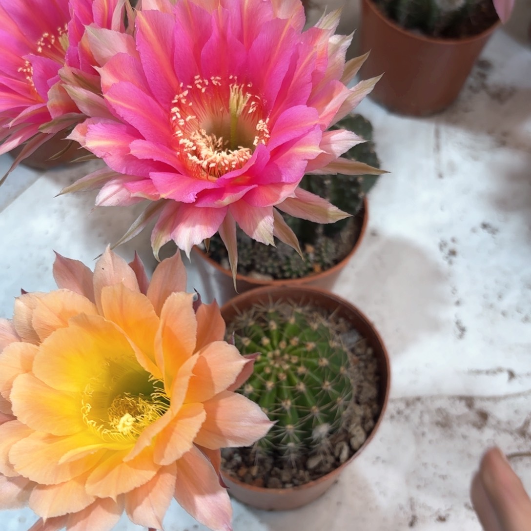芳*彩草宝莲灯金刚桃花洛