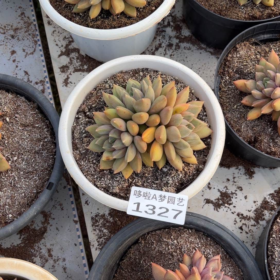 开开心心每一天象牙