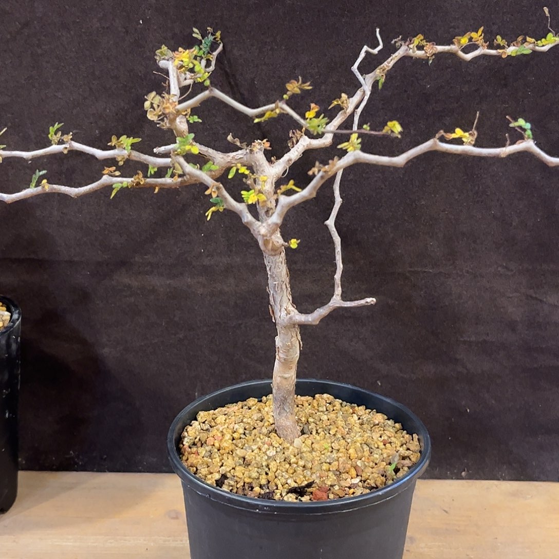 汤圆植物滔天橄榄