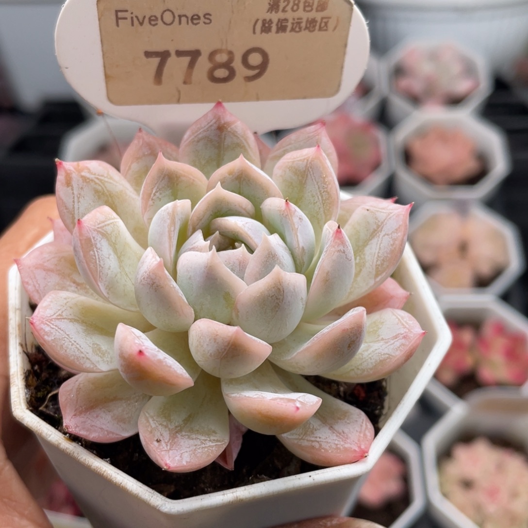 雪球7789-6.0厘米