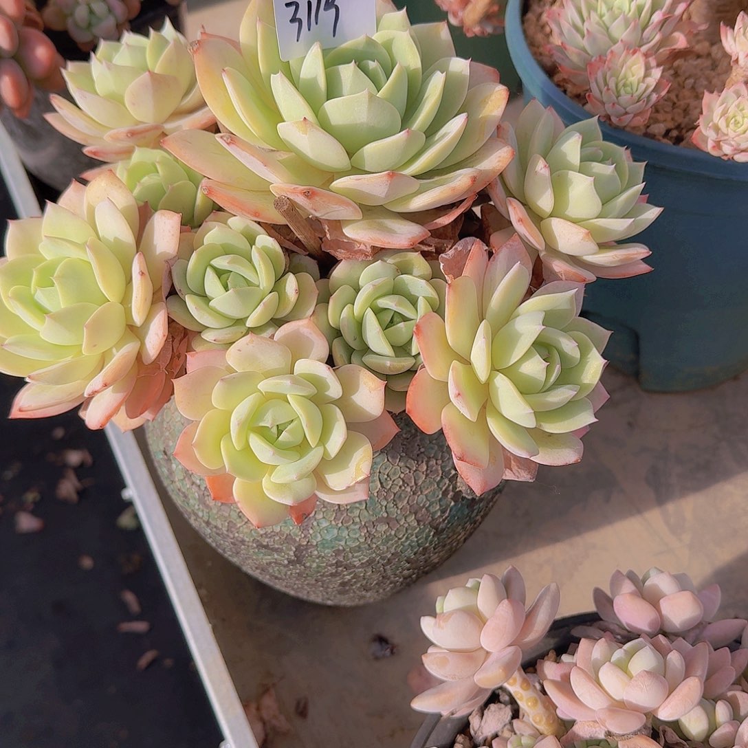 盛*3119恋曲多肉植物