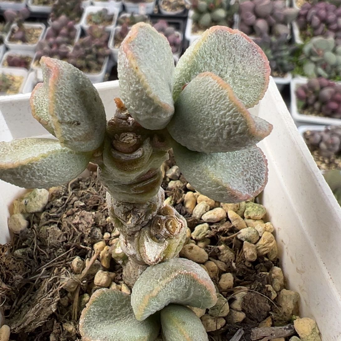 实生新品多头纯木质造型桩多肉