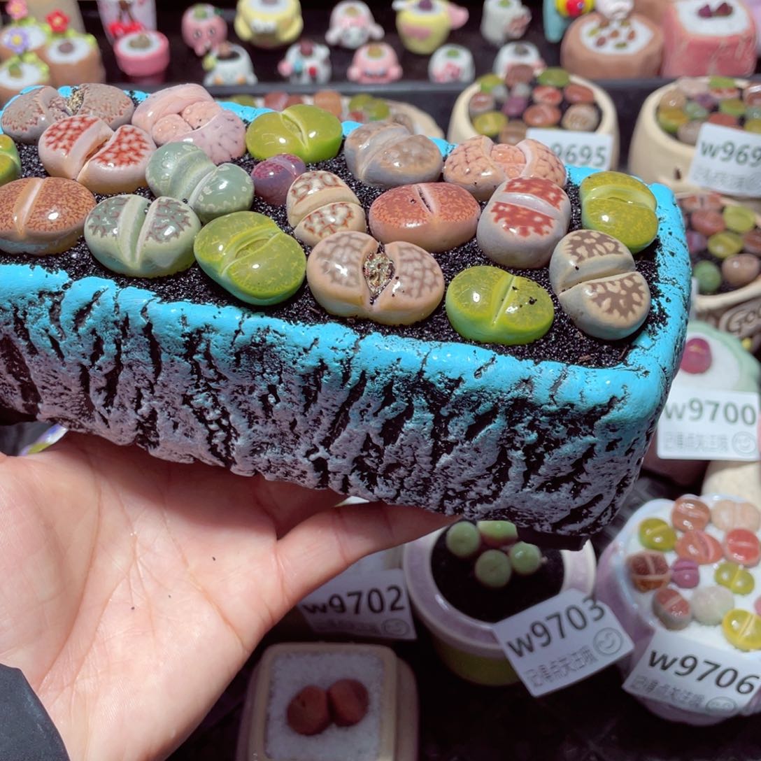 w9711 带盆土发货-零下地区拍保温箱