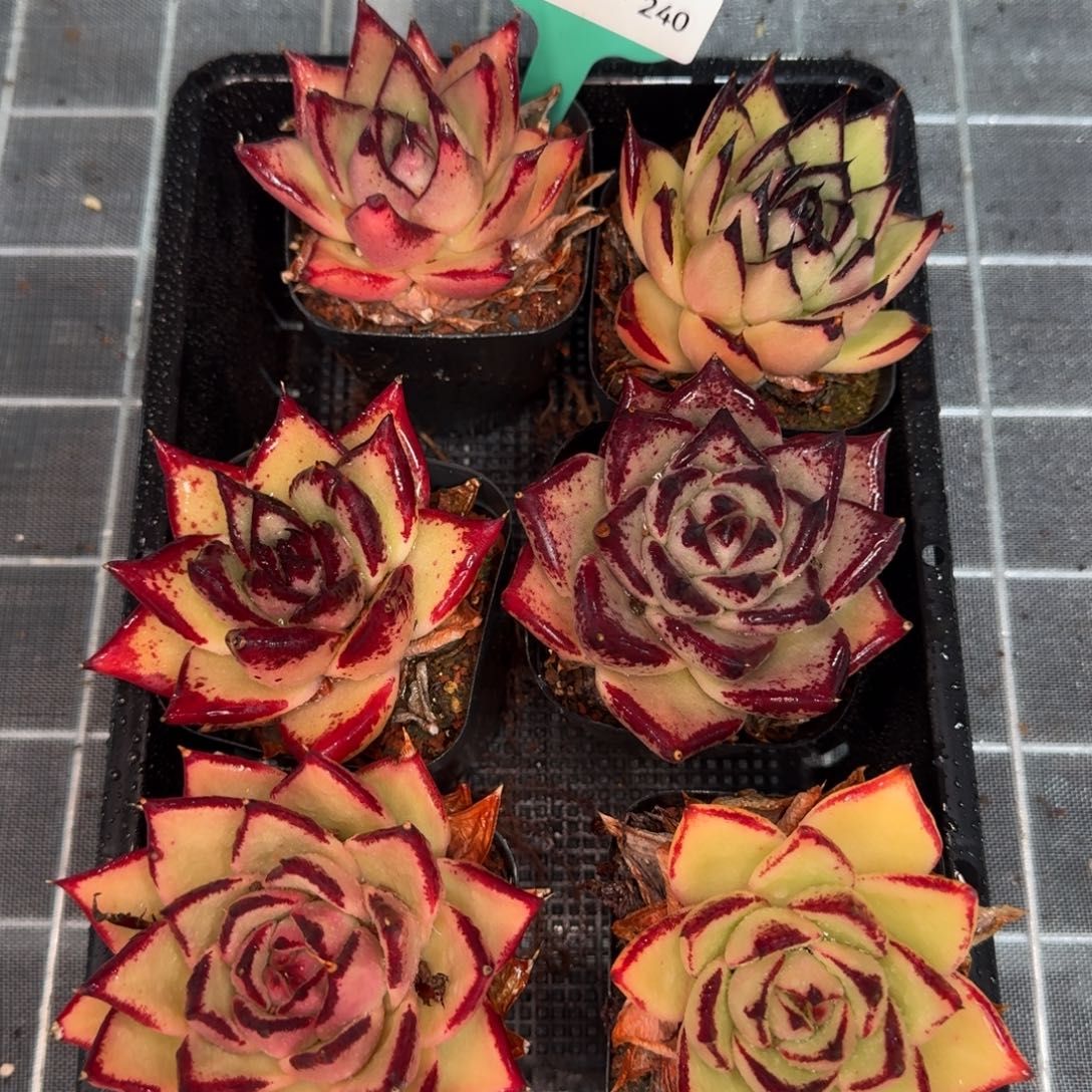 从前慢花园精选0119-240