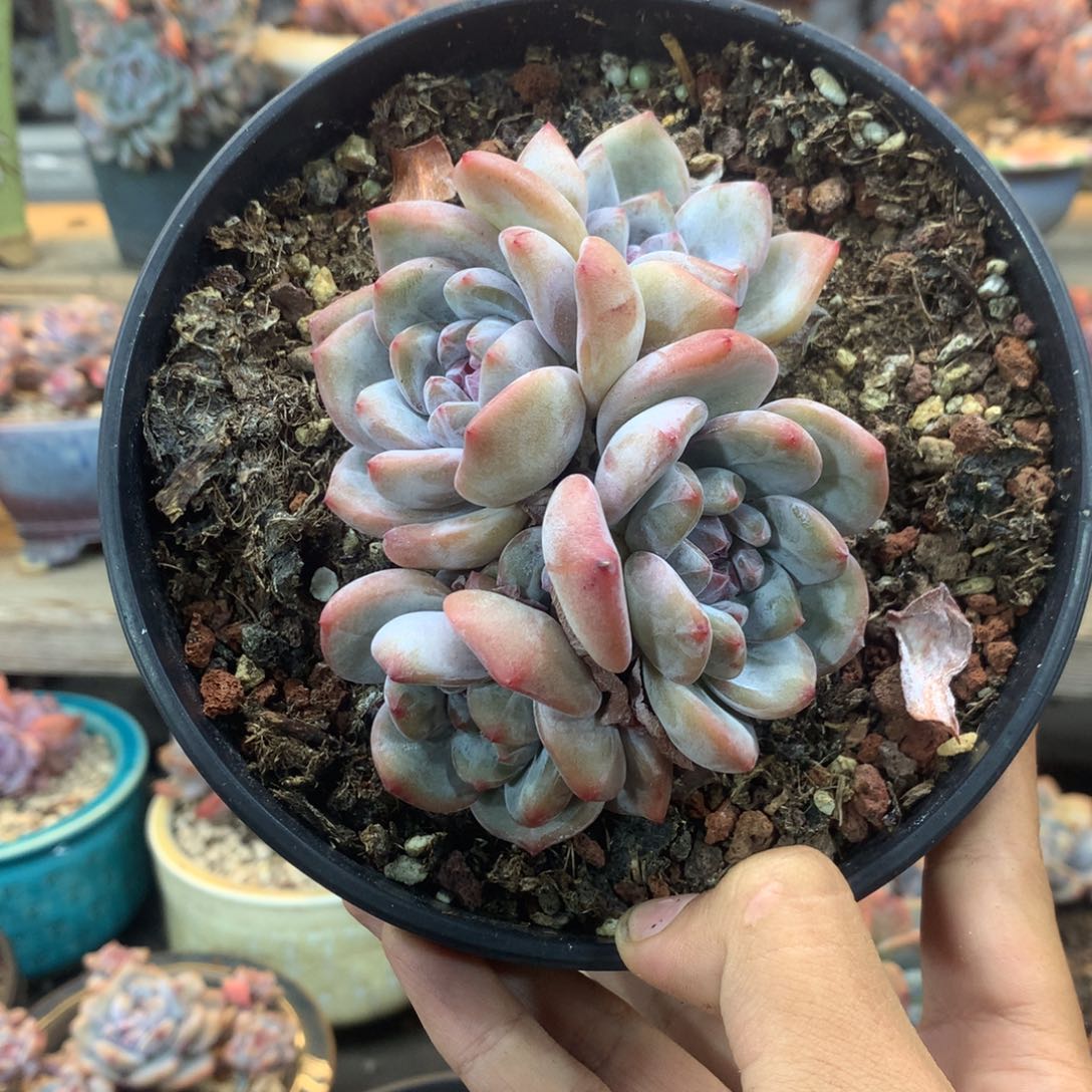 石榴籽无砍小脸4头