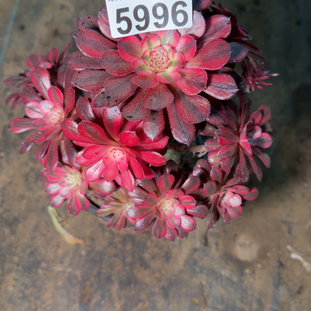 5996女神不包杜侧枝