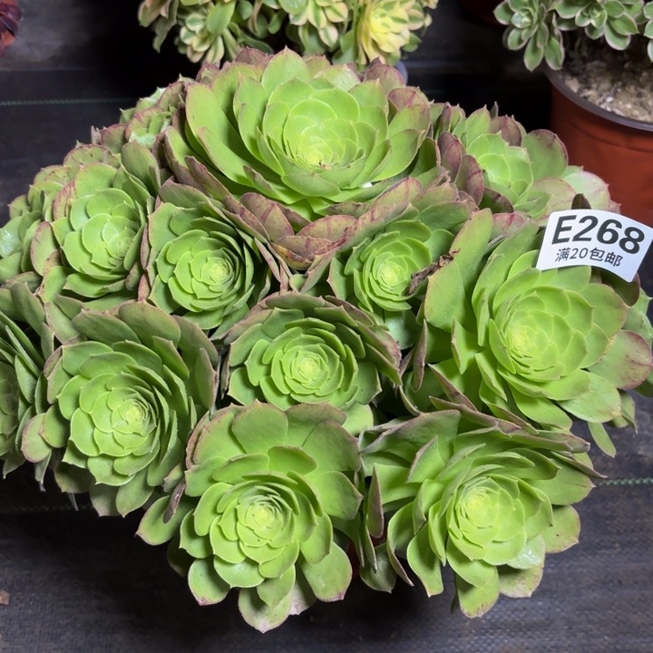 瑞妈一物一拍268