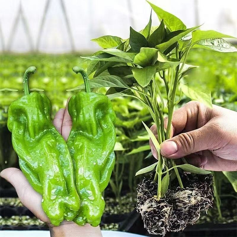 高产量精品辣椒苗