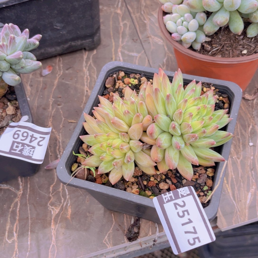 青花瓷多肉植物25175