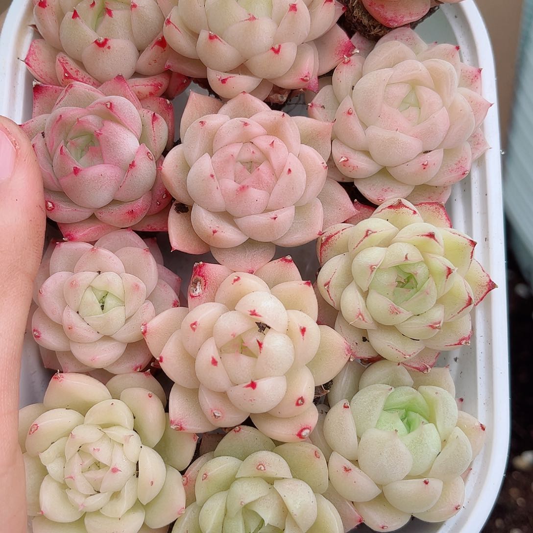 1-430 新疆西藏内蒙不发12.8包邮多肉