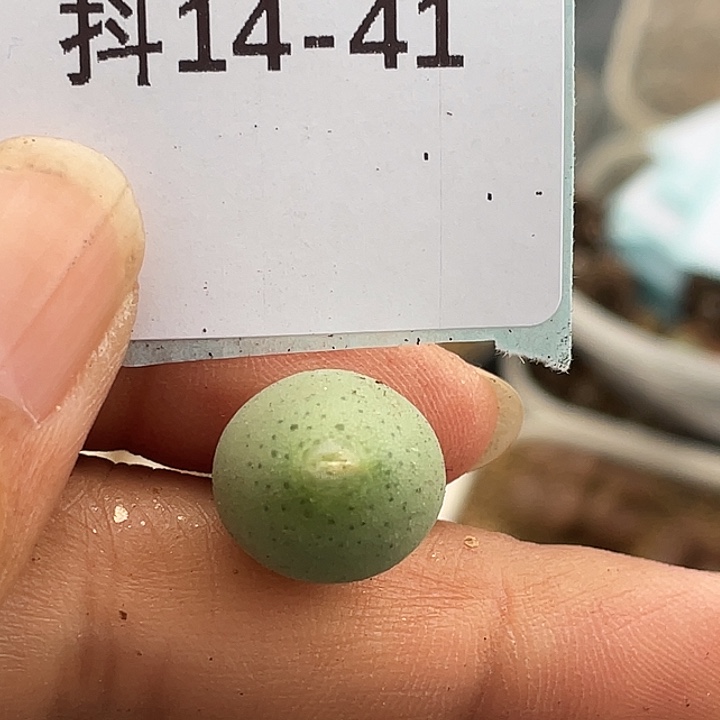 14-41小拳拳多肉植物