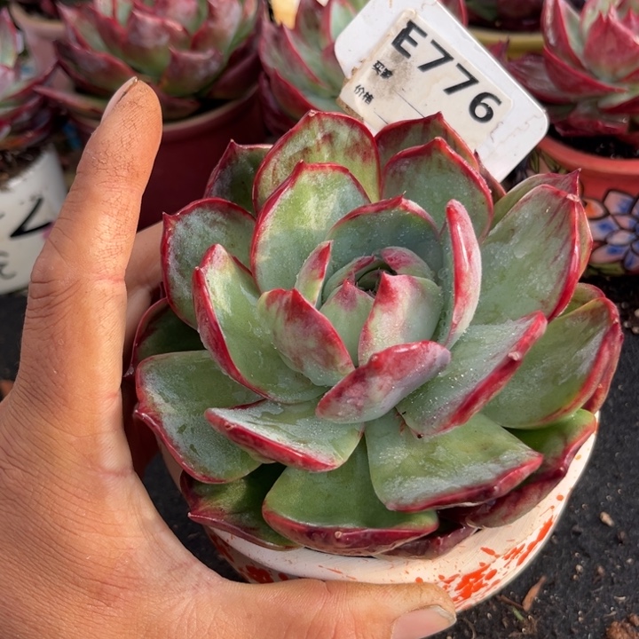 惊鸿一瞥多肉植物776