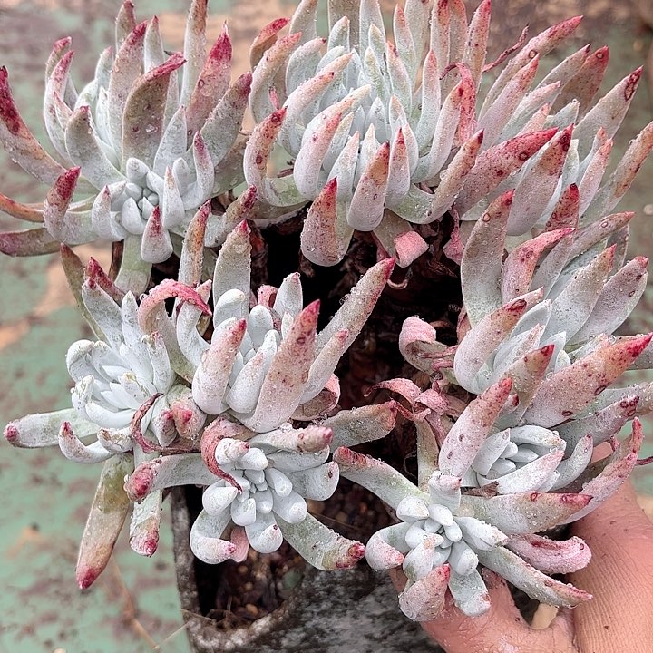 仙女杯多肉植物提取