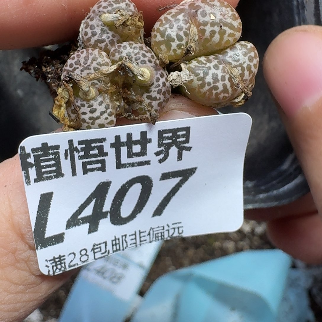 多肉植物的润泽fgbn