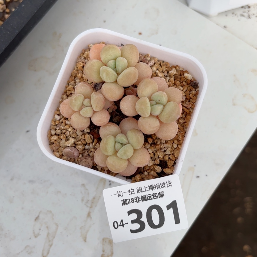 萤火虫奶老桩多肉多肉