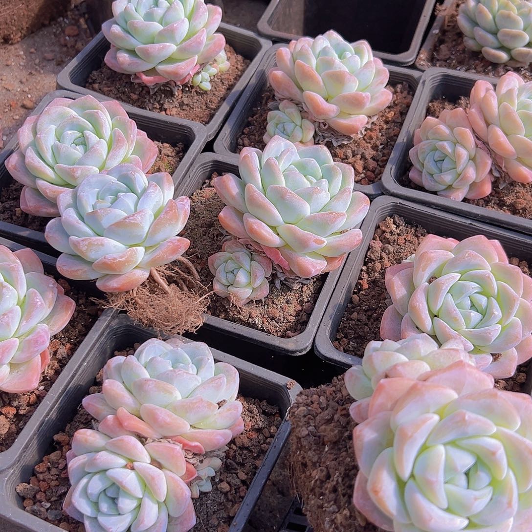 新品冰玉多肉植物