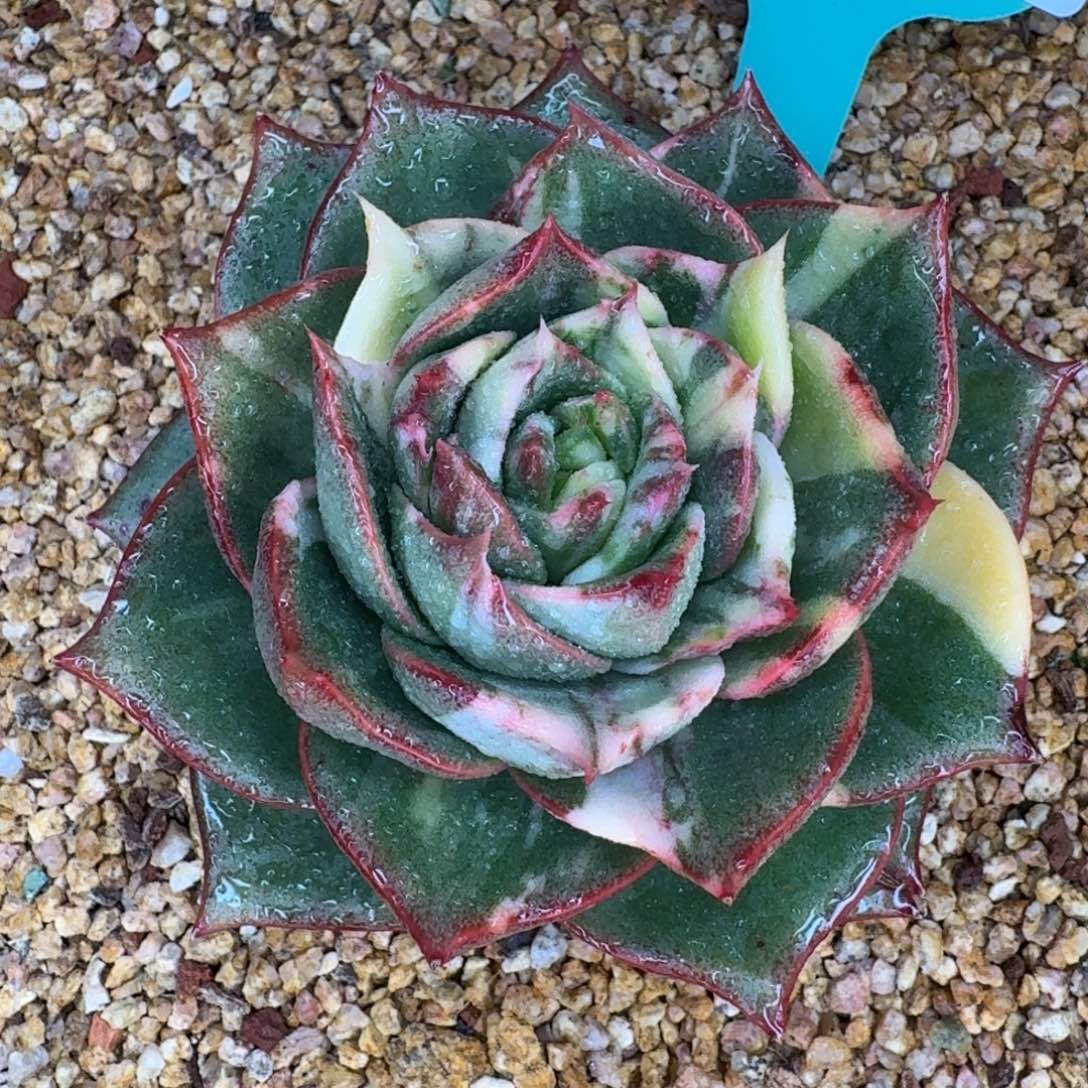 从前慢多肉精选编号1230.85