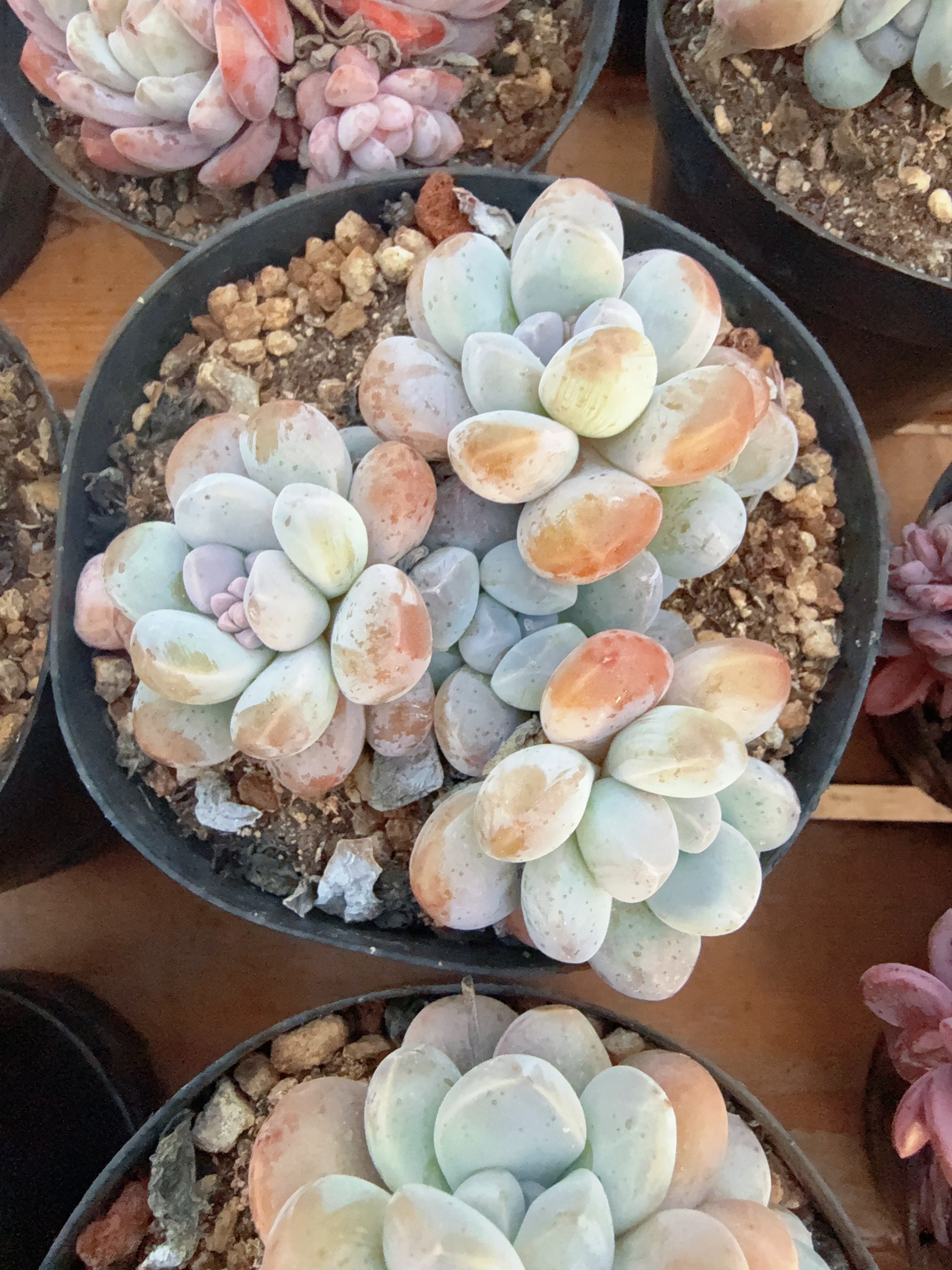 120#4-5头香玉（8-11cm）脱土