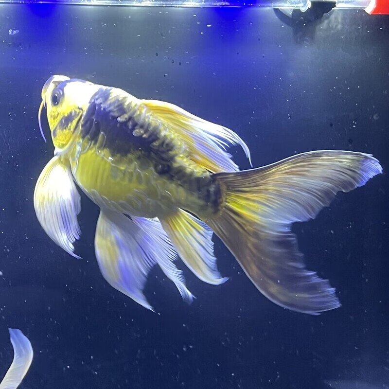 普身德系玛雅蝴蝶鲤15-20CM