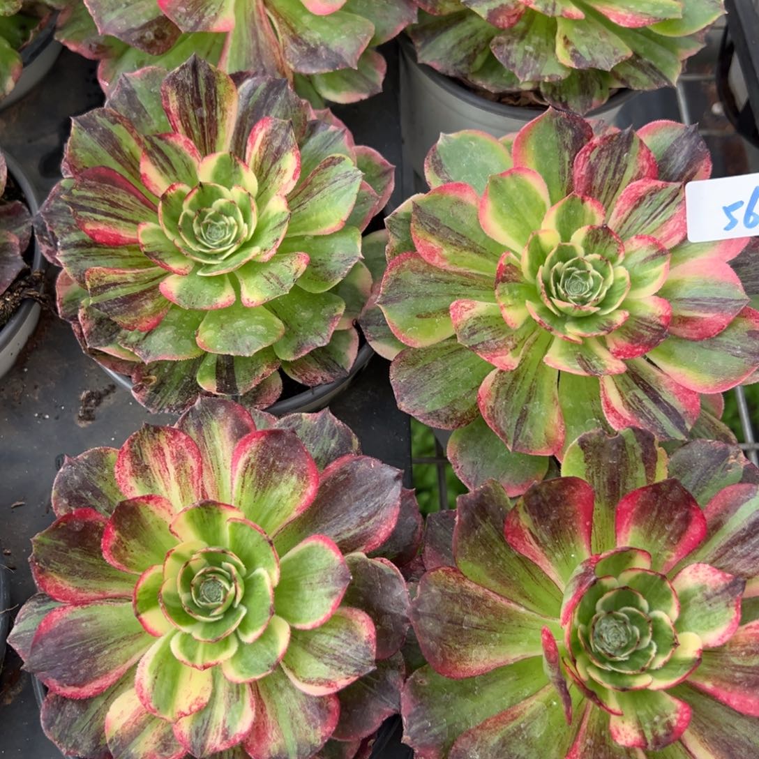 56伯爵多肉植物一颗多肉