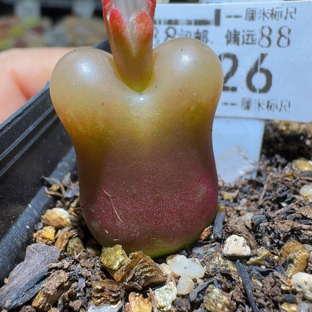 Ssss清货捡漏价126