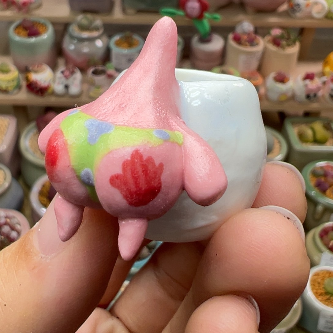 多肉植物72号拇指盆