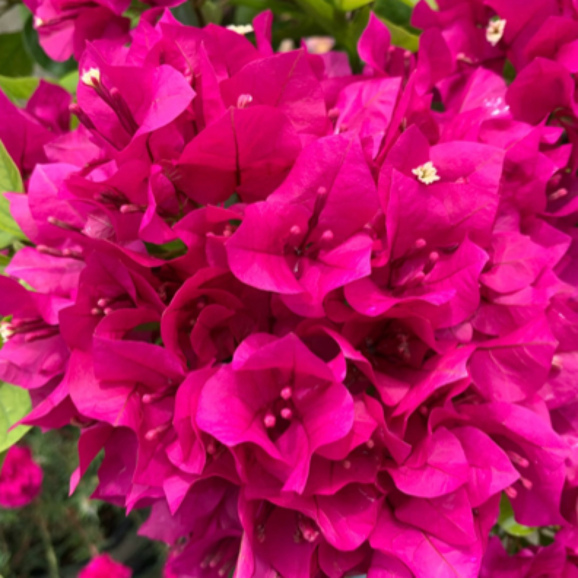 新品【菲菲娜】三角梅好养阳台勤花可爬藤可垂丝勤花不带花