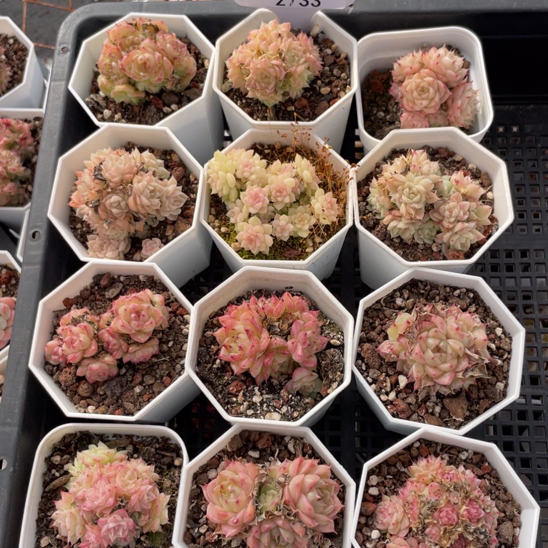 不包整散 盆子不售后2733