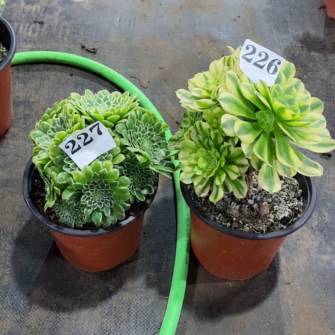 黄*玛金丝翡翠组合226-227多肉法师