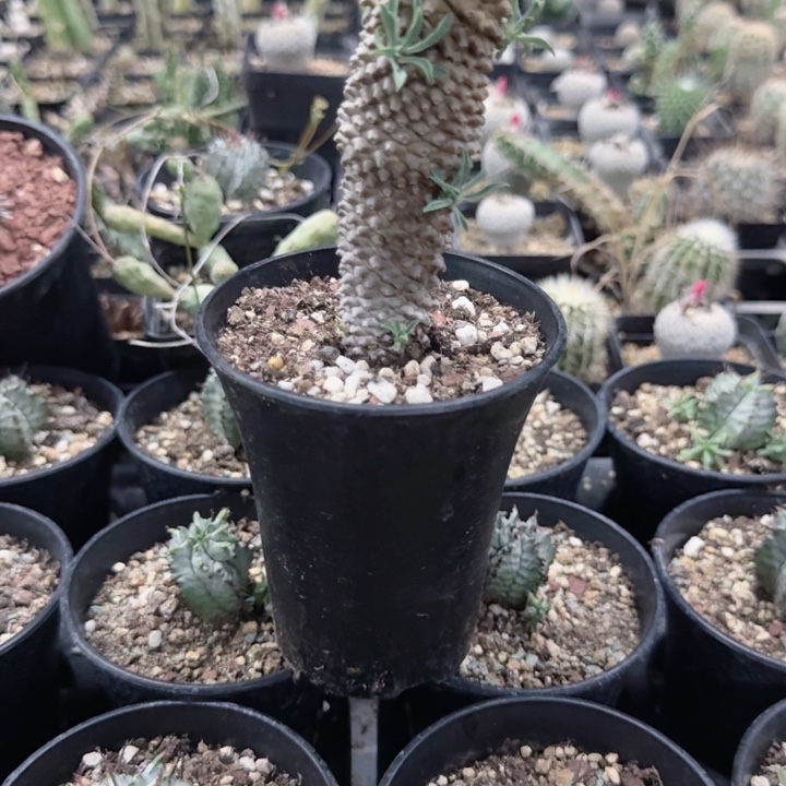 小***露当前无花栽培后可以开花铁甲