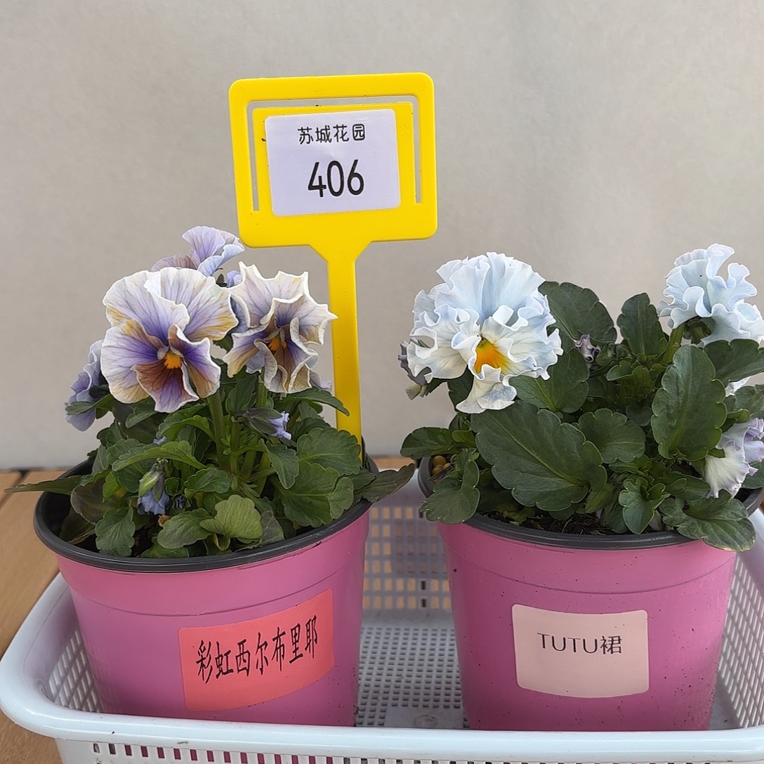 大部分开放少量花苞406