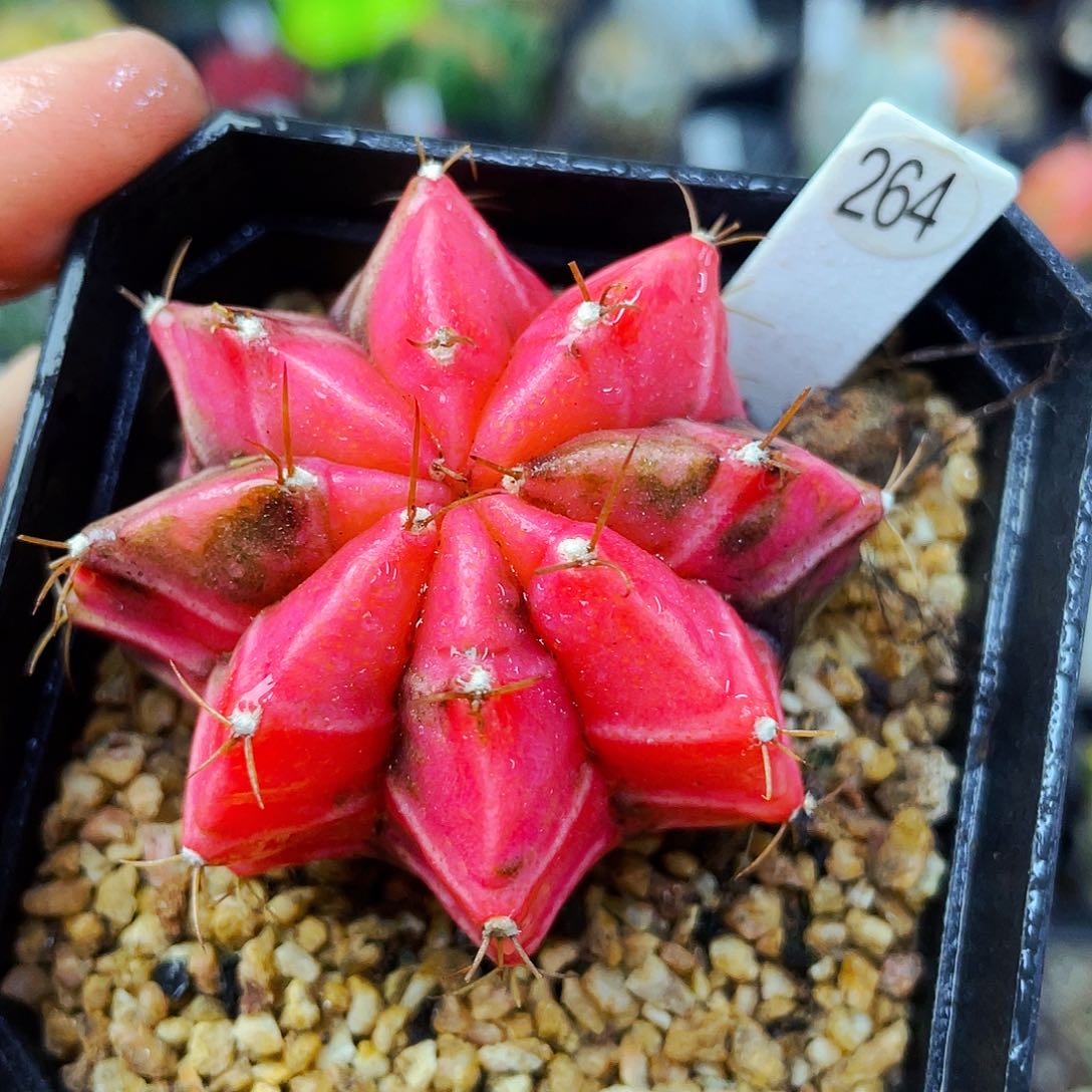 非偏远地区满25包邮仙人球