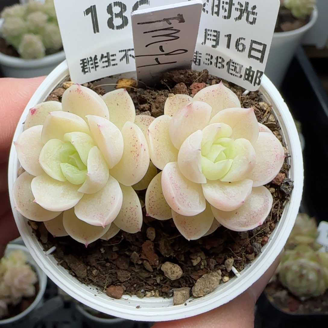 0116-186（FM-9-1）