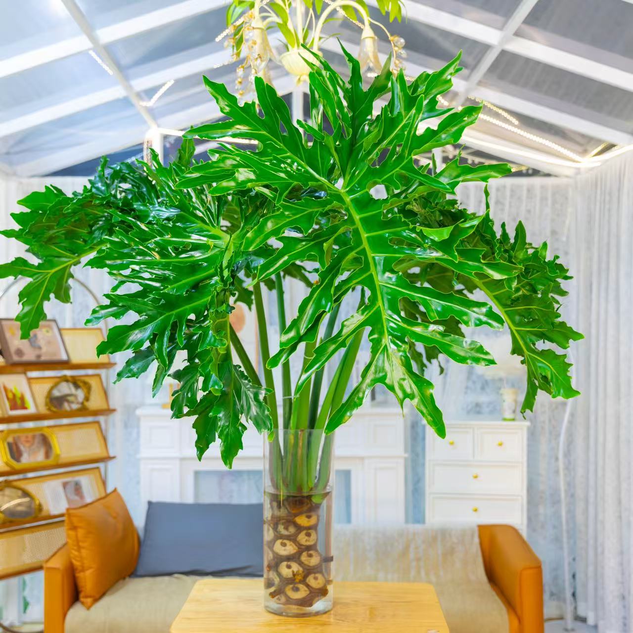 【大苗1.2-1.4米】【顺丰送货上门】龙鳞春羽室内大型绿植净化空气