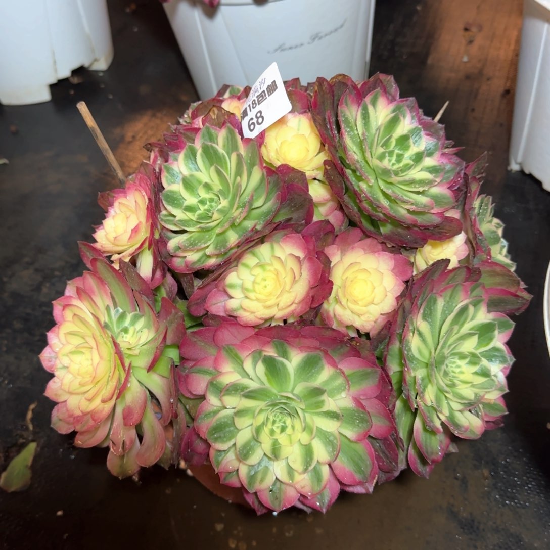 海洋多肉植物法师