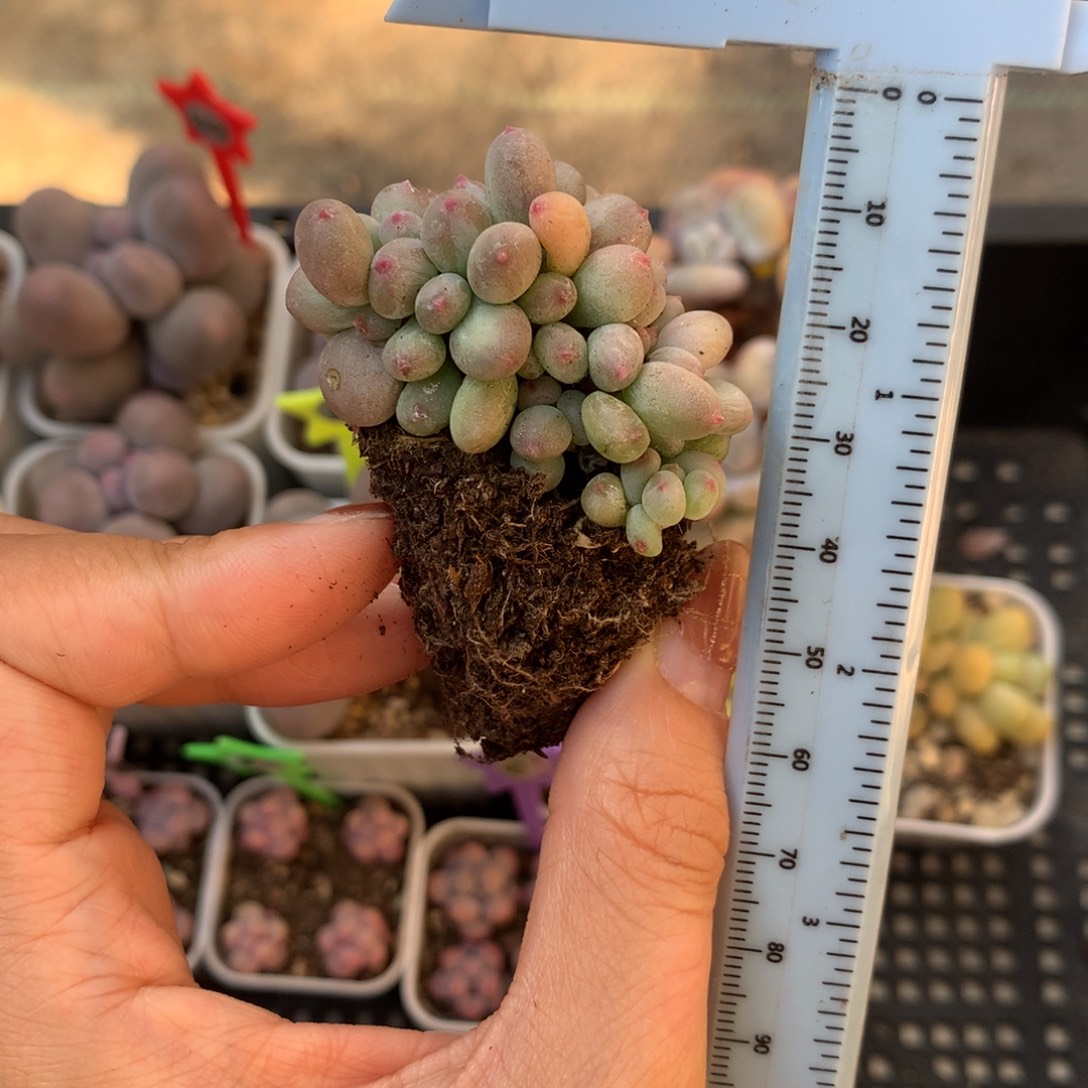 红宝石苹果，默认有砍 不凑满28元发一片叶 不售后 到付