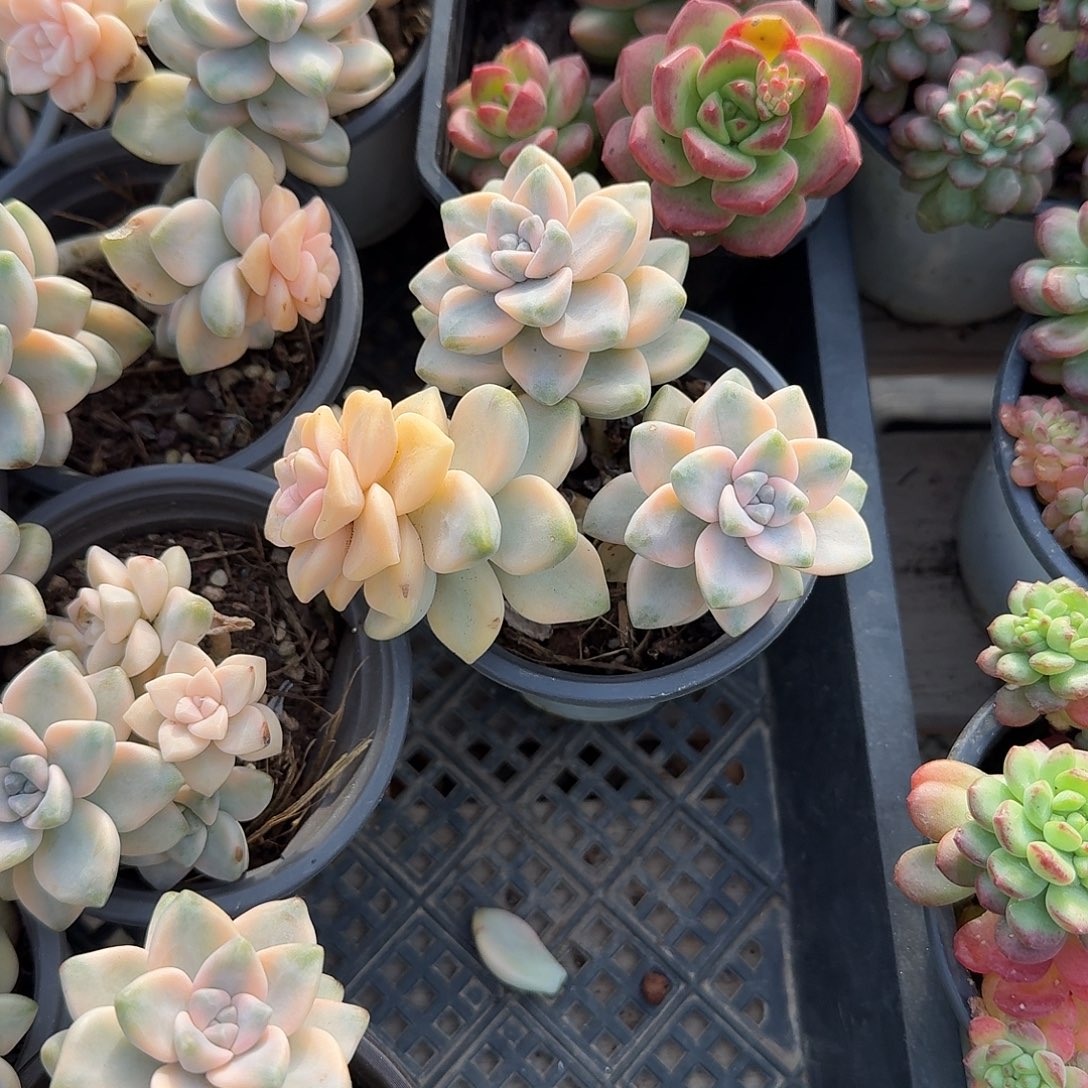 美杏锦随单多肉精品