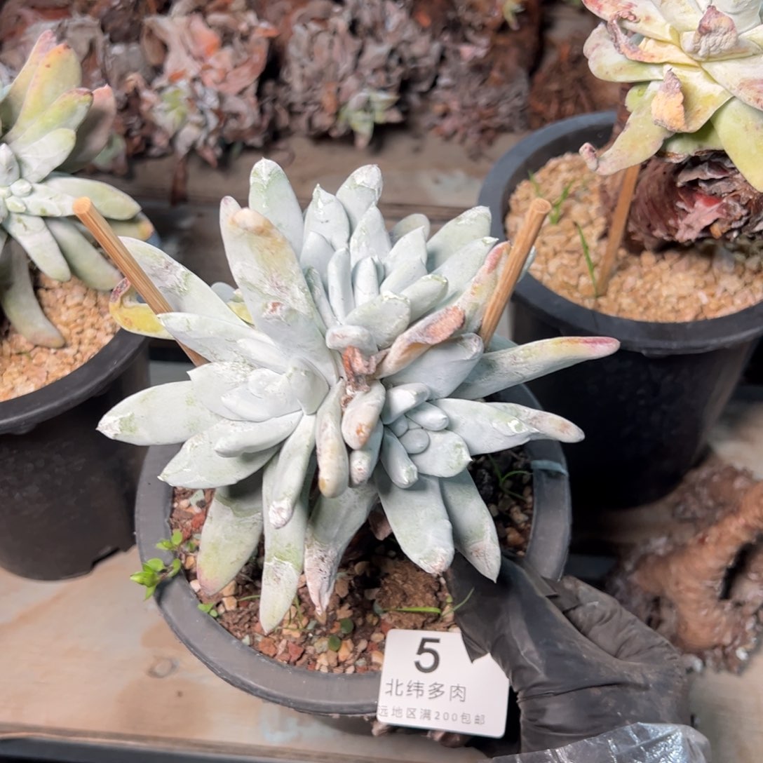 005哈哈哈哈是哈哈哈