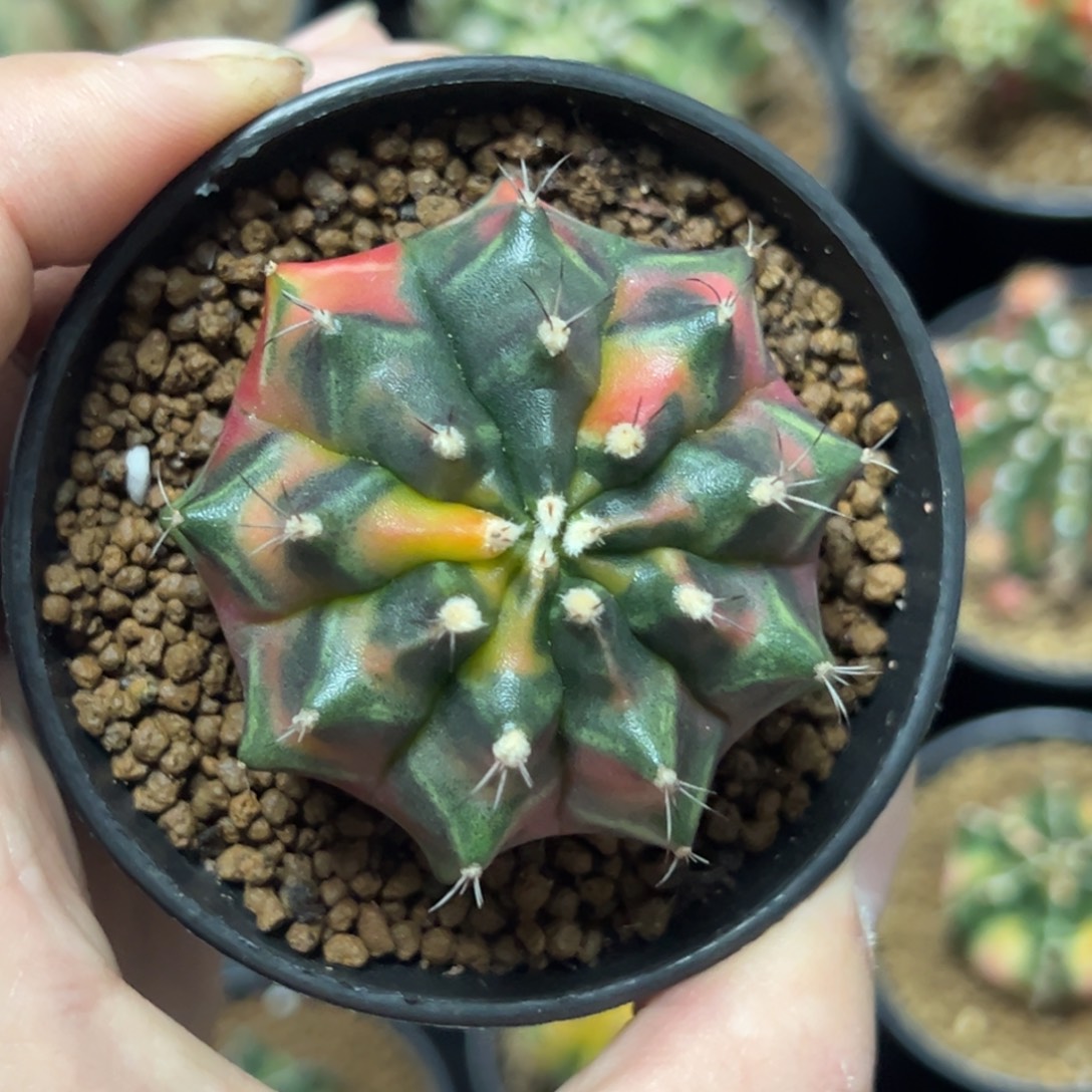 乌贼侧芽自根带盆土发货10