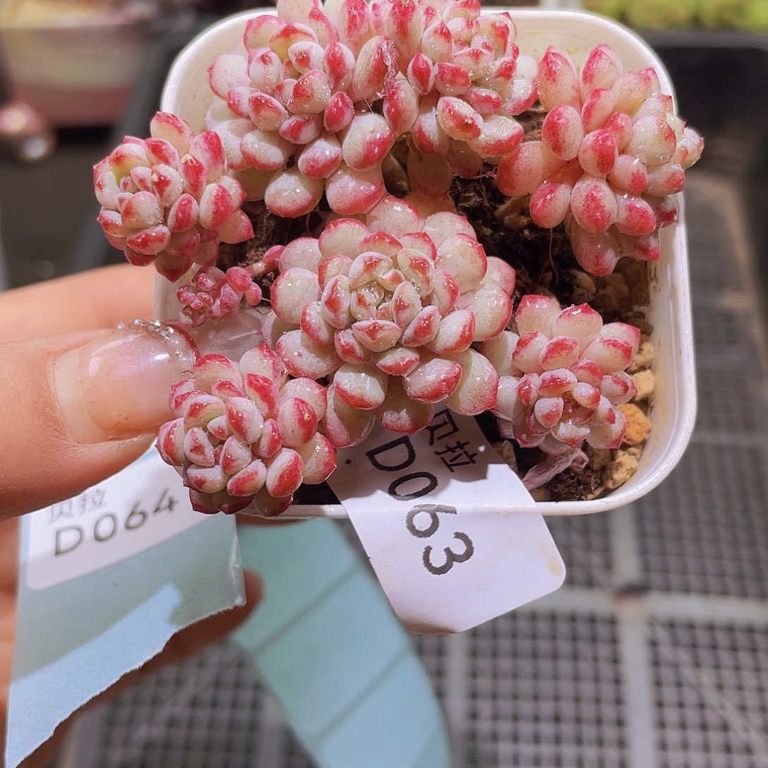 d63 精品多肉一物一拍