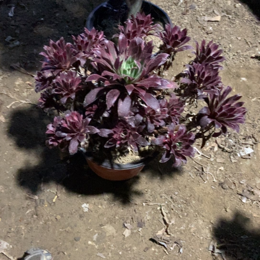 7号链接孔雀精法师法师