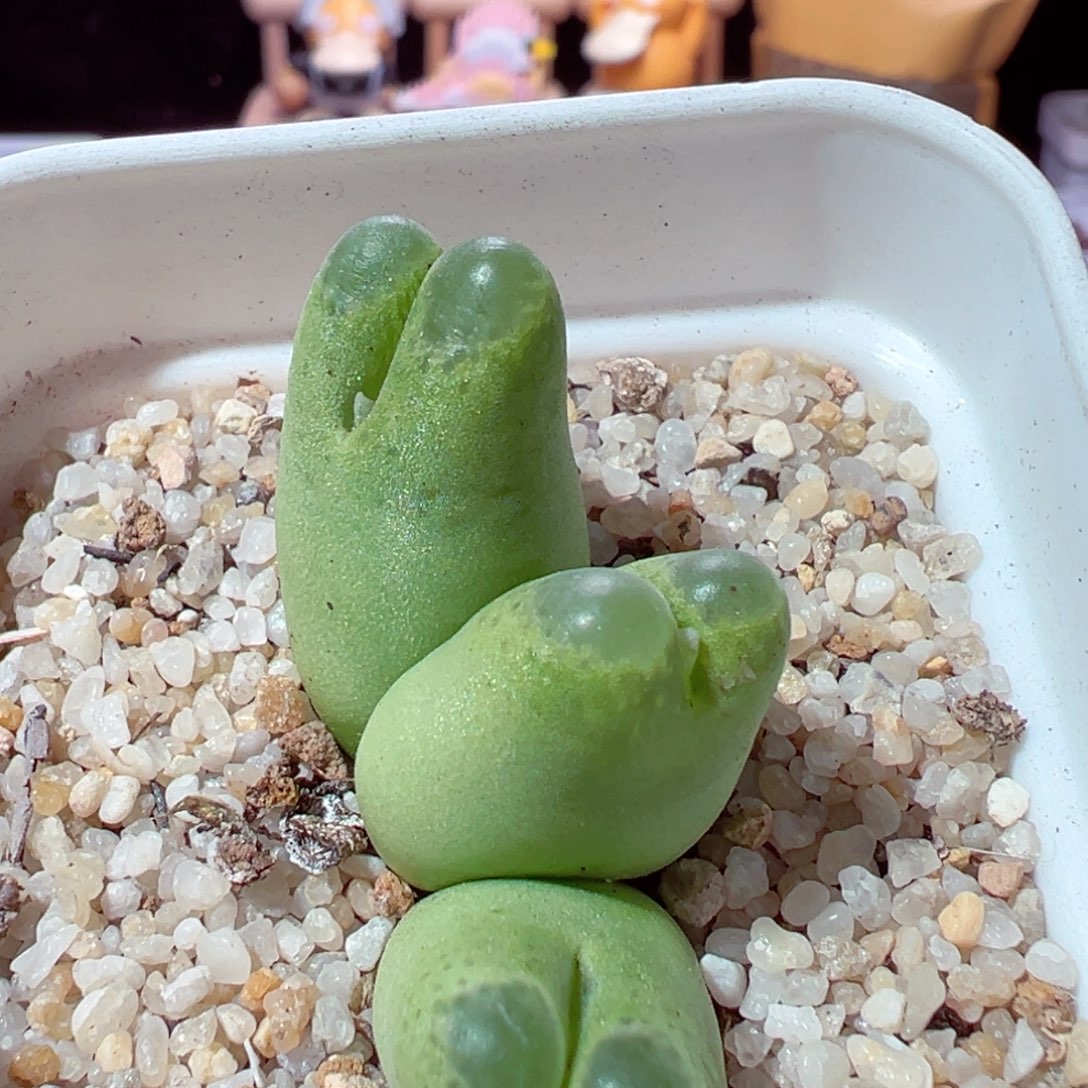 西***晨1214-201多肉多日海豹