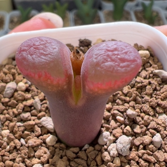 编号混合风铃一颗741。