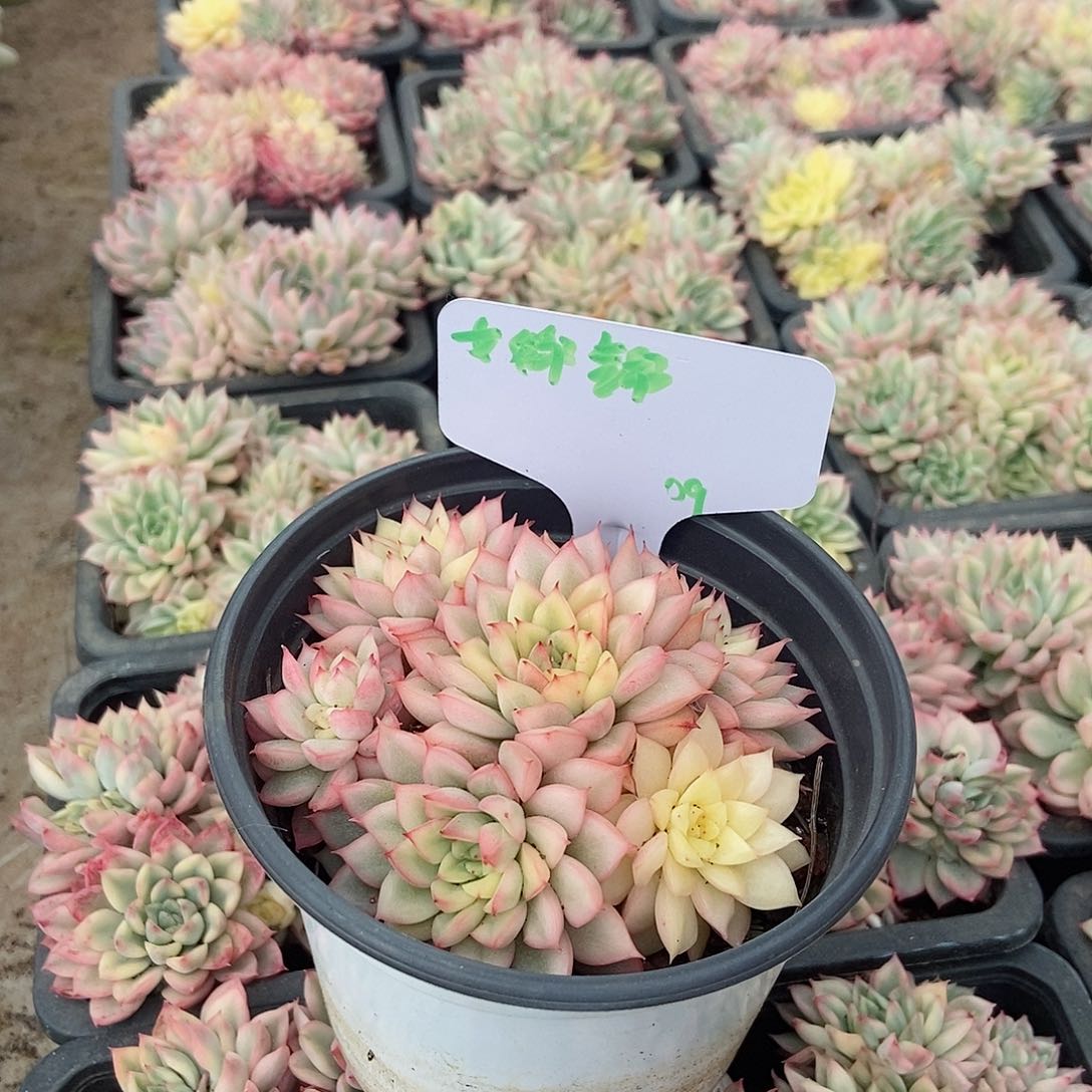 女雏锦群一物一拍