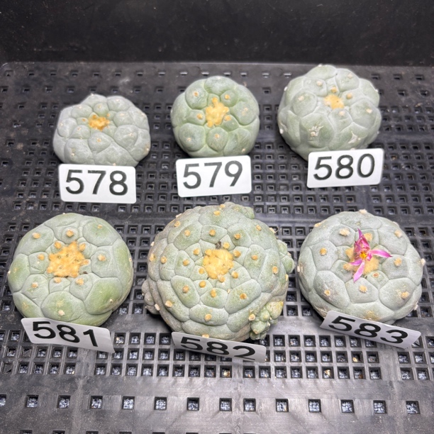 仙人球 有根 一物一拍 578-583