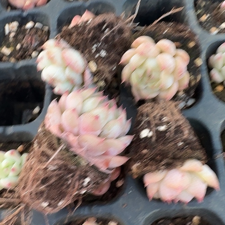30-50小包子二十颗量拍发货