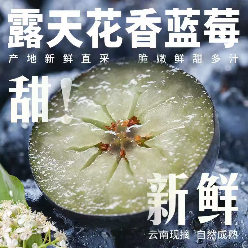 【精品大果】云南露天花香蓝莓高山种植现采现发带卡尺