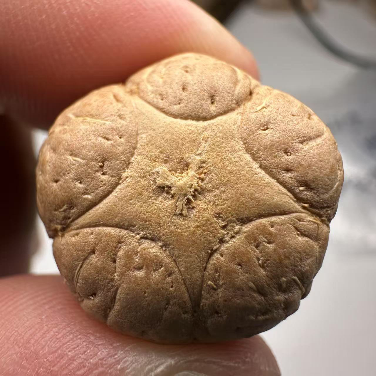  尼泊尔五星菩提，尺寸21，sss系列，货号34