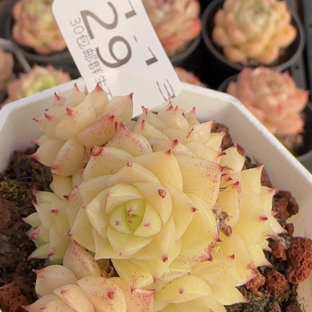 小脸麦秆群一颗脱土