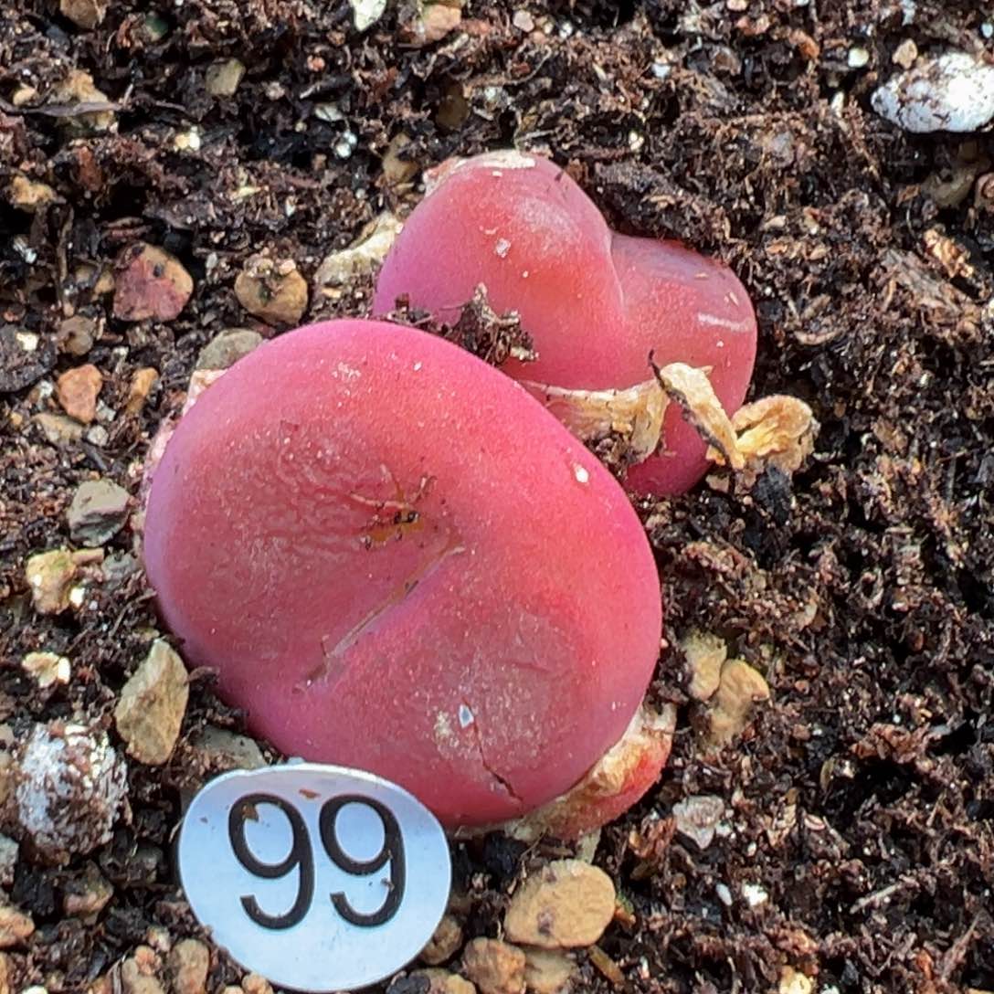 多肉植物111111111111111科